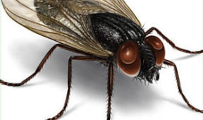 Housefly Control Service