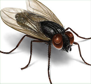 Housefly Control Service