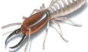 Domestic and Commercial Termite Control Services