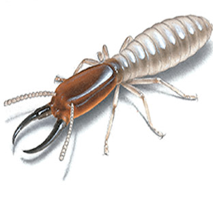 Domestic and Commercial Termite Control Services