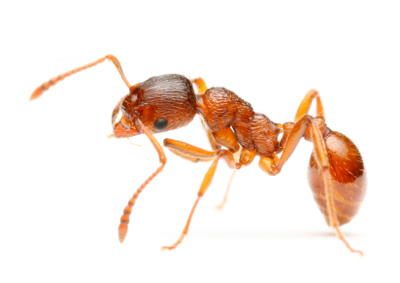 Ant Control