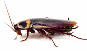 cockroach control in singapore