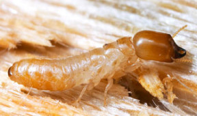 Drywood Termite Control Services in Singapore