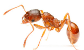 Pharaoh Ant Contouring in Singapore